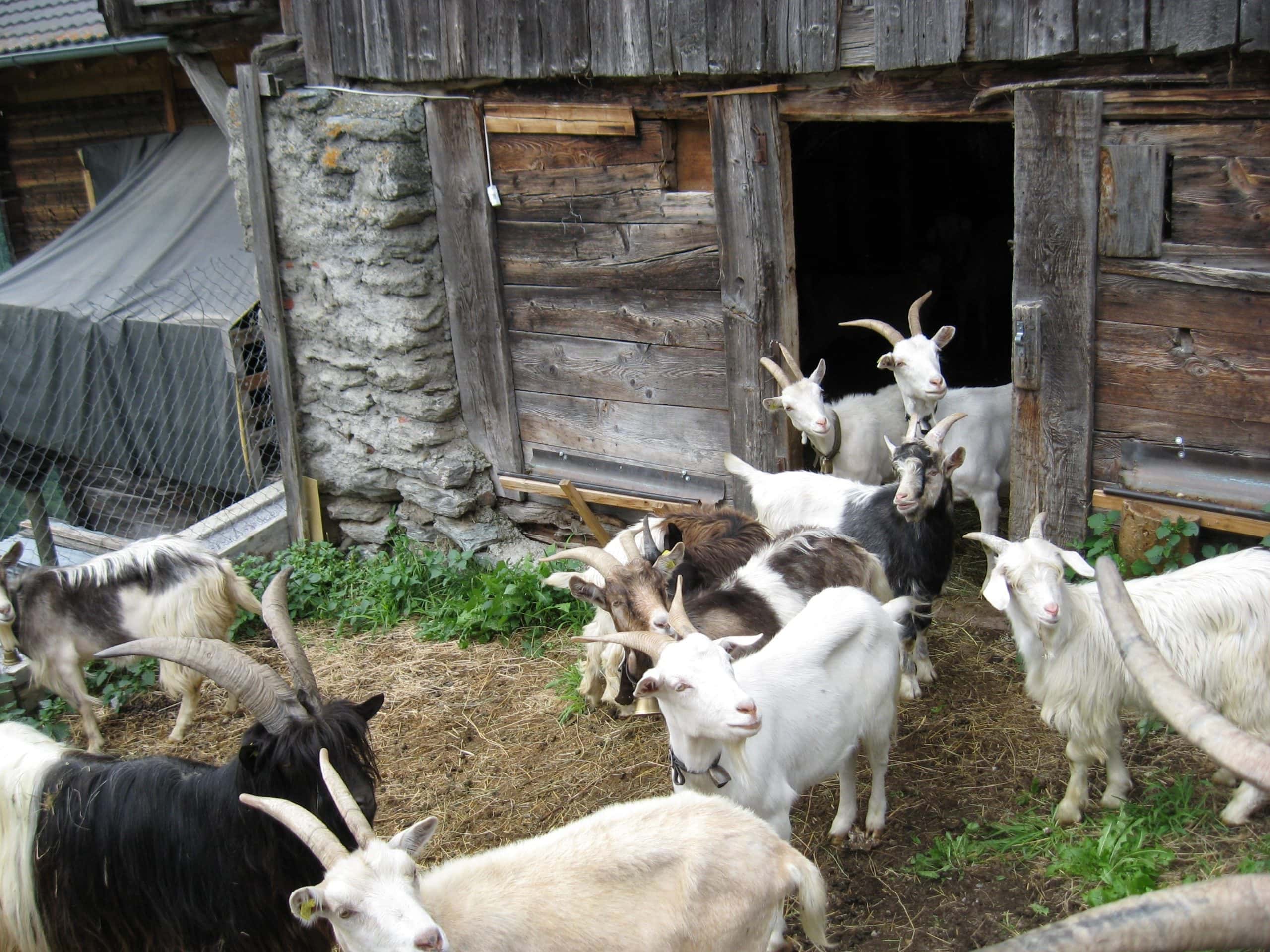 5 Free DIY Goat Barn Plans You Can Build Today