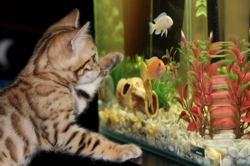 17 Free DIY Aquarium Stand Plans You Can Build Today