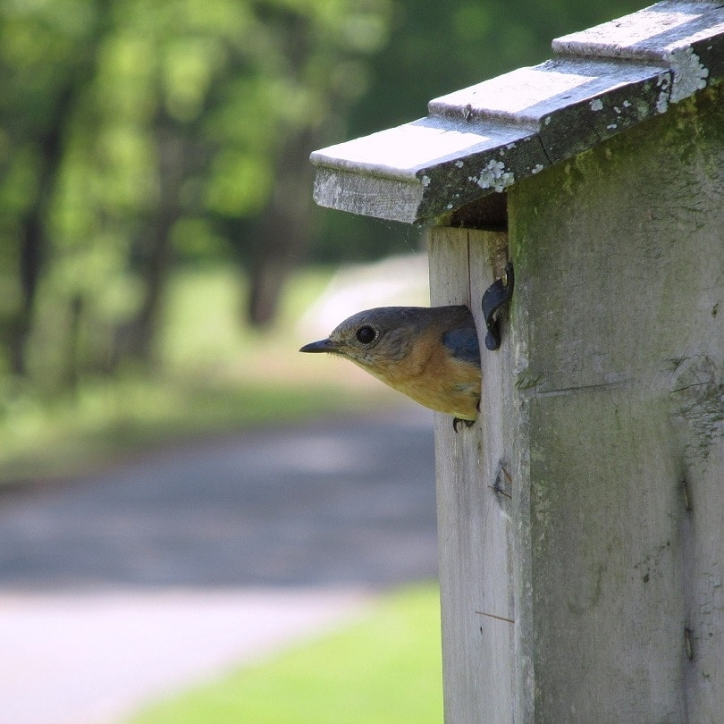 14 DIY Bluebird House Plans You Can Build Today