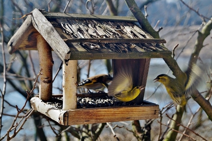 12 DIY Platform Bird Feeder Plans You Can Build Today (with Pictures)