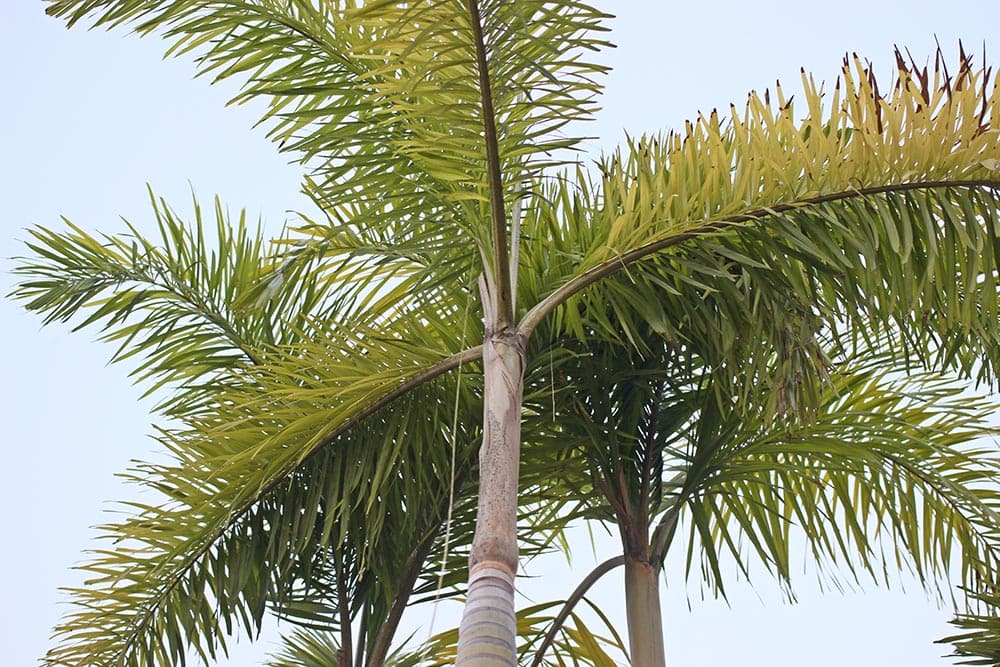 33 Different Types of Palm Trees (With Pictures)