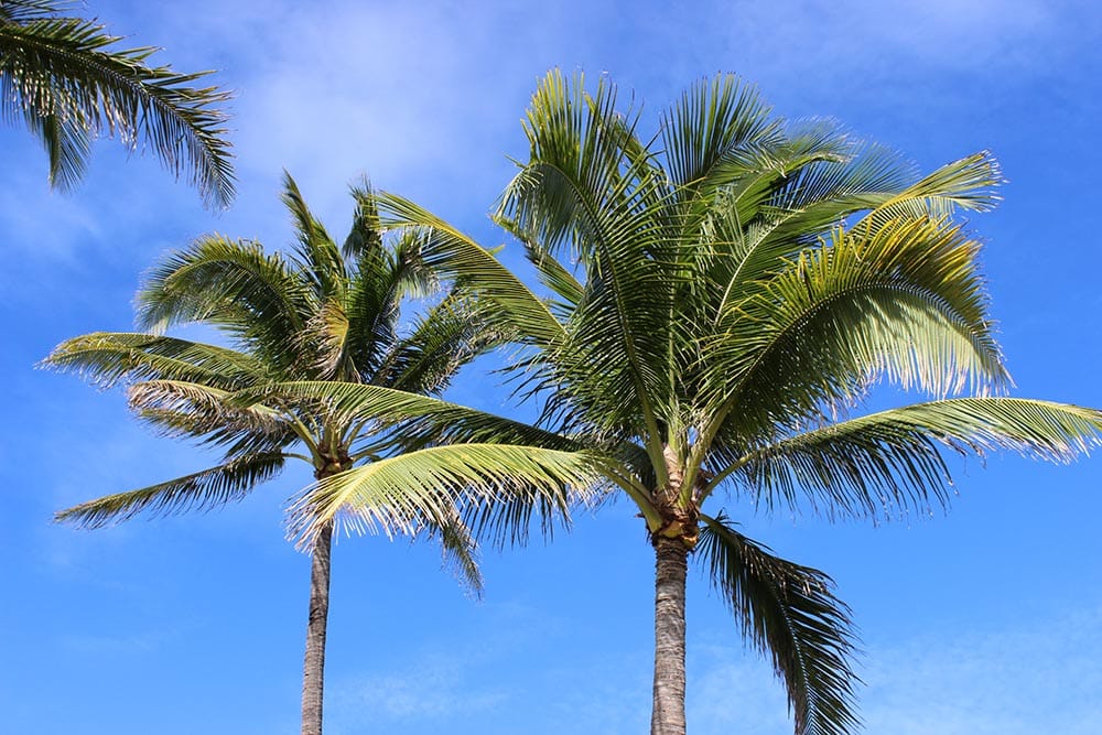 33 Different Types of Palm Trees (With Pictures)