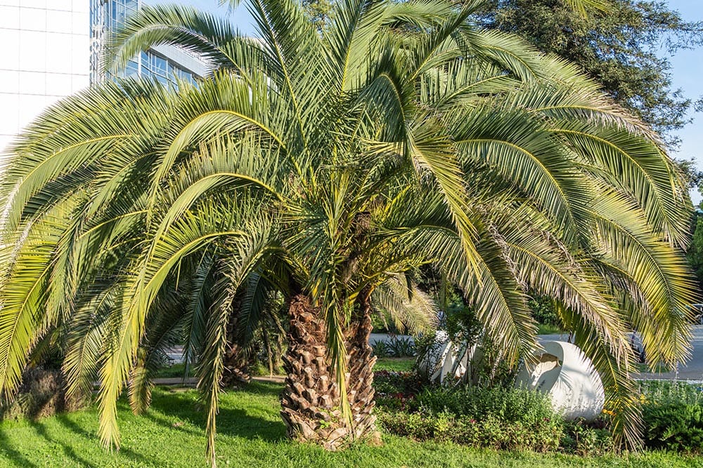 33 Different Types of Palm Trees (With Pictures)