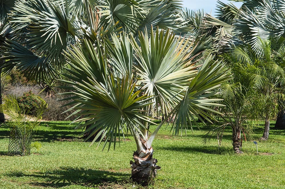 33 Different Types of Palm Trees (With Pictures)