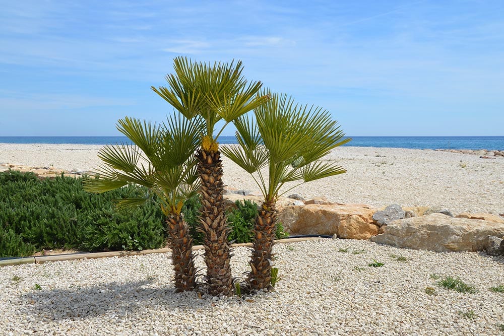 33 Different Types of Palm Trees (With Pictures)