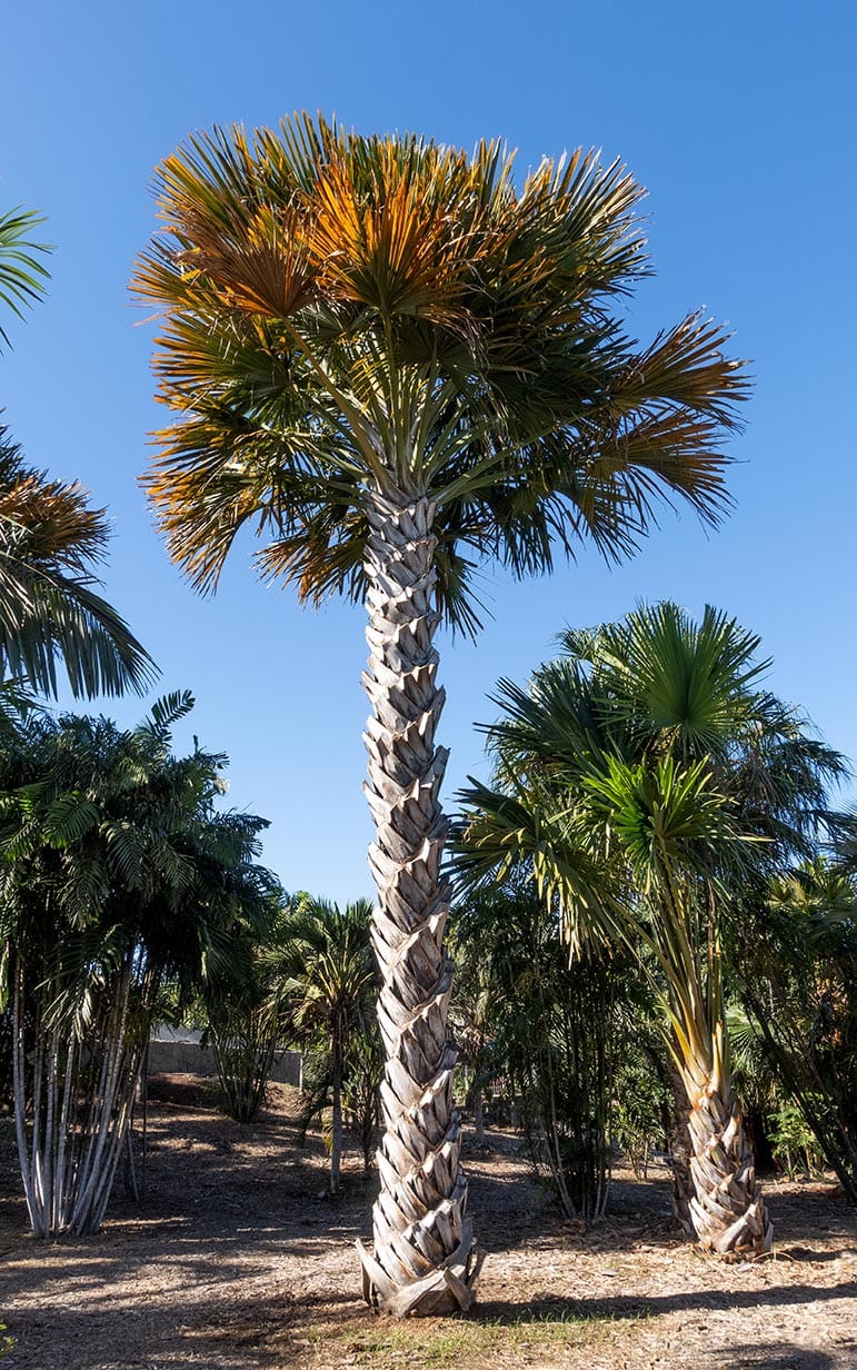 33 Different Types of Palm Trees (With Pictures)