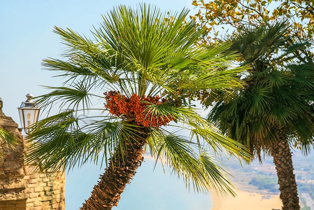 33 Different Types of Palm Trees (With Pictures)