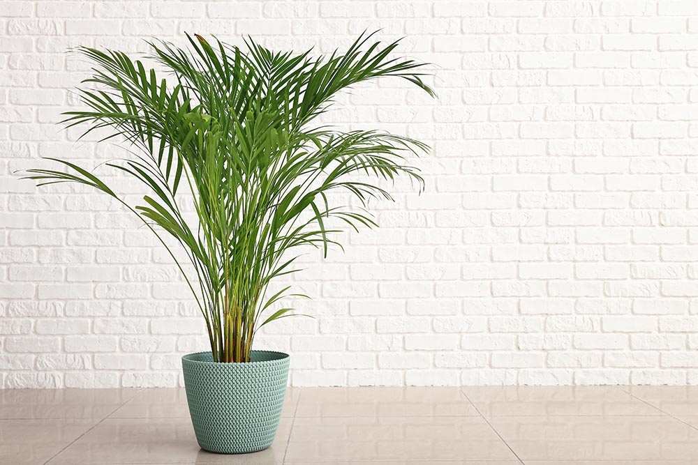 33 Different Types of Palm Trees (With Pictures)