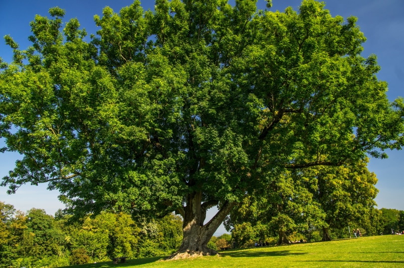 25 Different Types of Hardwood Trees (With Pictures)