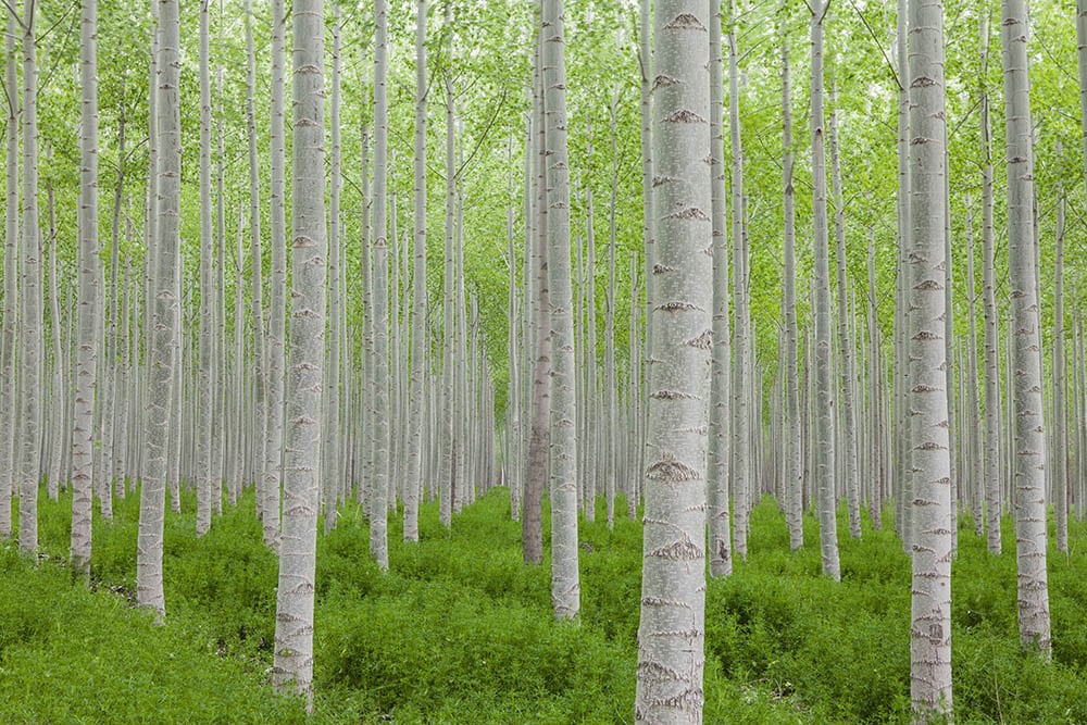25 Different Types of Hardwood Trees (With Pictures)