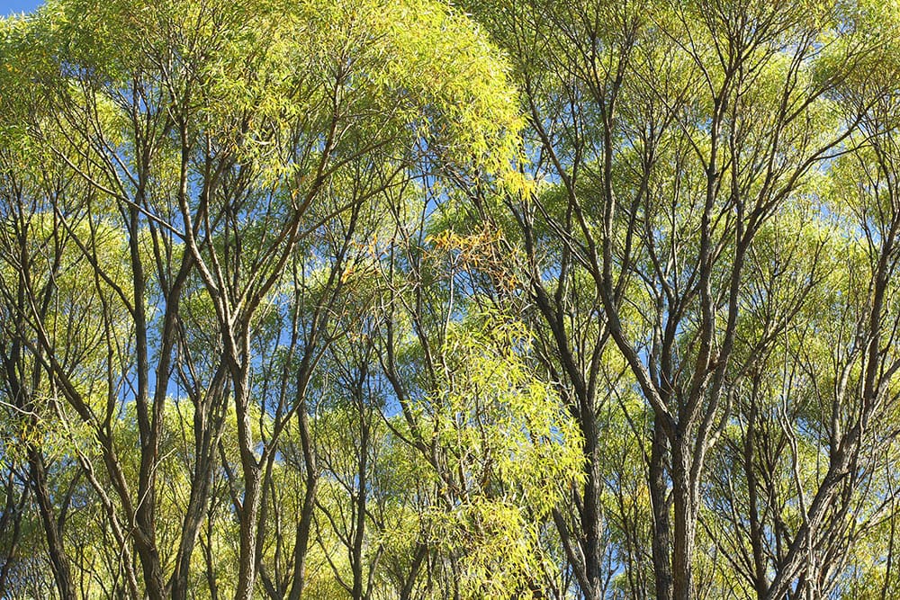 25 Different Types of Hardwood Trees (With Pictures)