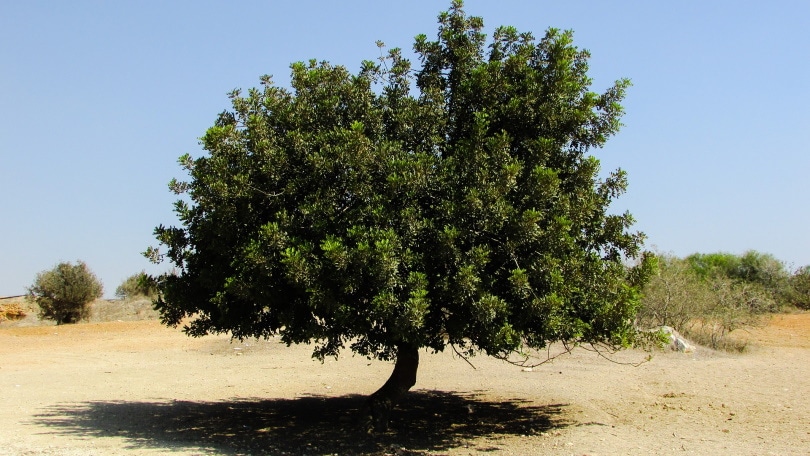 25 Different Types of Hardwood Trees (With Pictures)