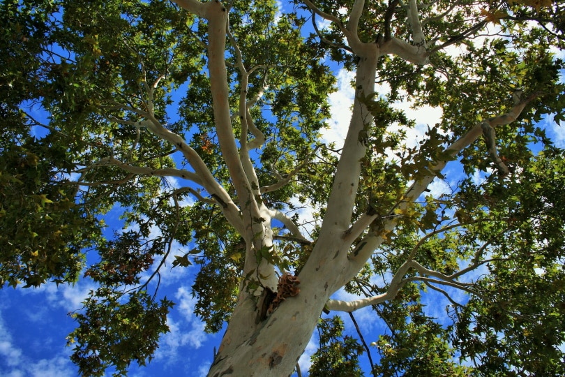 25 Different Types of Hardwood Trees (With Pictures)