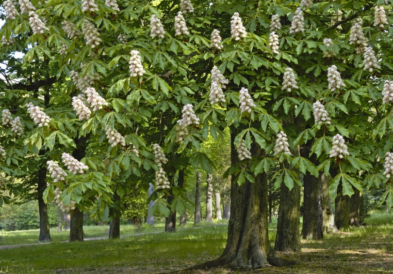 25 Different Types of Hardwood Trees (With Pictures)