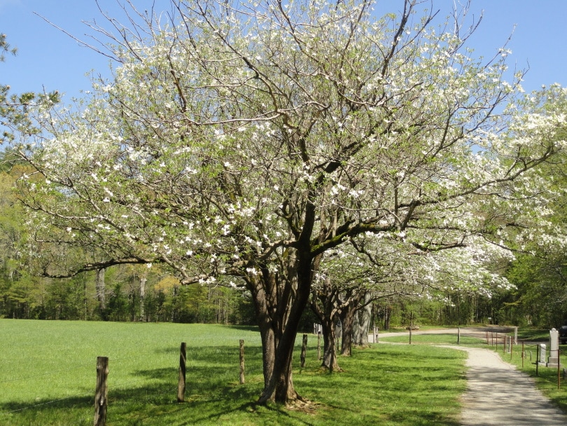 25 Different Types of Hardwood Trees (With Pictures)