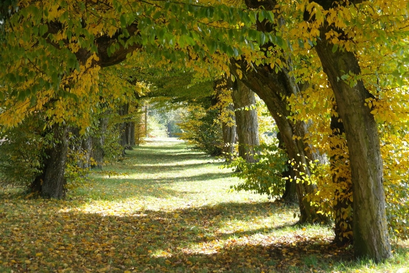 25 Different Types of Hardwood Trees (With Pictures)