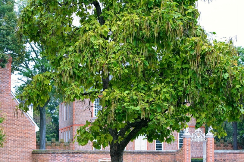 25 Different Types of Hardwood Trees (With Pictures)