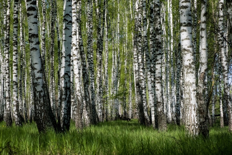 25 Different Types of Hardwood Trees (With Pictures)