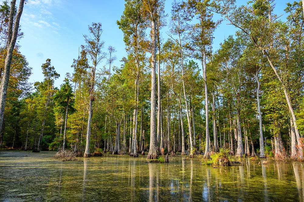 12 Different Types of Cypress Trees (With Pictures)