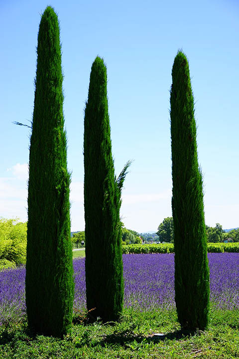 12 Different Types of Cypress Trees (With Pictures)