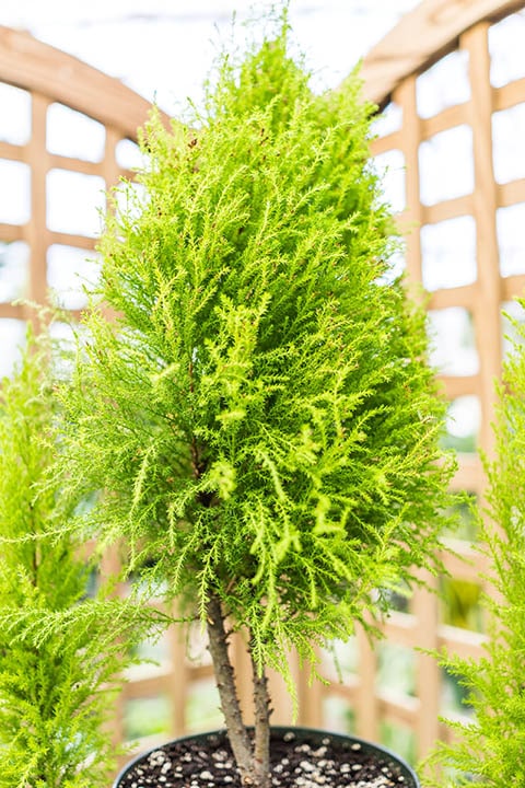 12 Different Types of Cypress Trees (With Pictures)
