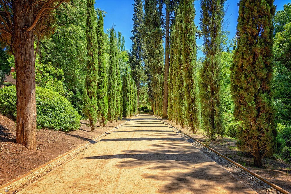 12 Different Types of Cypress Trees (With Pictures)