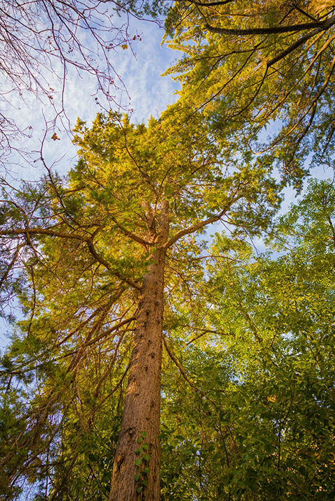 12 Different Types of Cypress Trees (With Pictures)