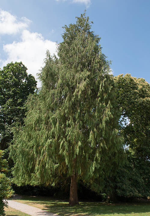 12 Different Types of Cypress Trees (With Pictures)