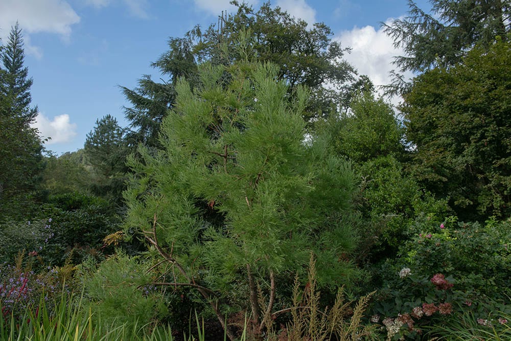12 Different Types of Cypress Trees (With Pictures)
