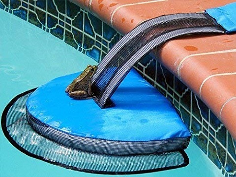 8 Simple Ways to Keep Frogs Out of Your Pool