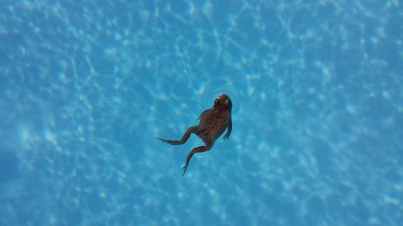 8 Simple Ways to Keep Frogs Out of Your Pool