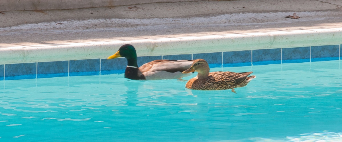 11 Simple Tips to Keep Ducks Out of Your Pool