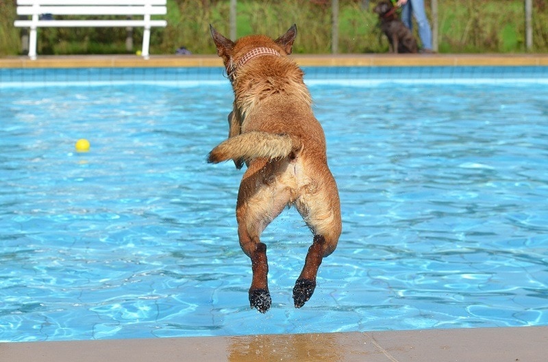11 Simple Tips to Keep Ducks Out of Your Pool