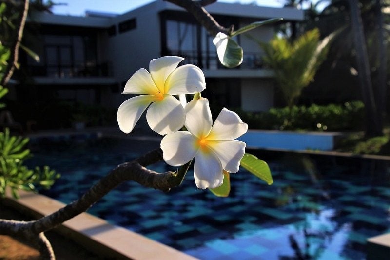 5 Simple Ways To Keep Leaves Out of Your Pool