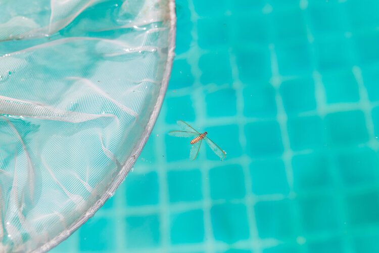 9 Simple Ways To Keep Bugs Out of Your Pool