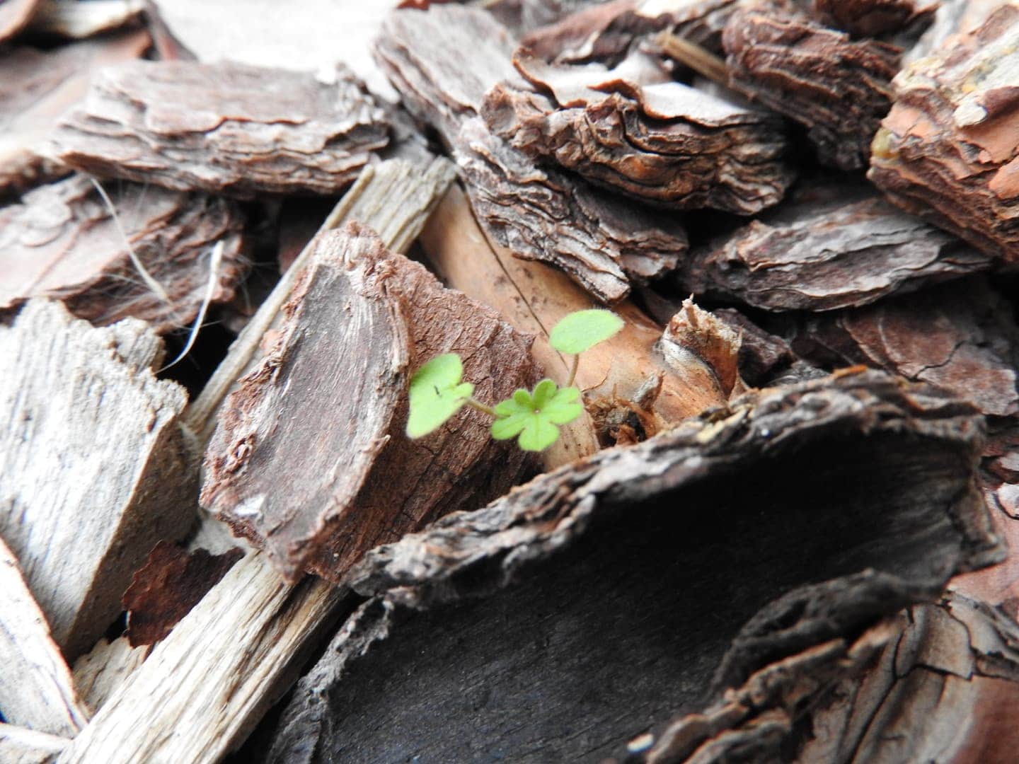 15 Smart Uses for Wood Chips – Recycling and Reusing Ideas