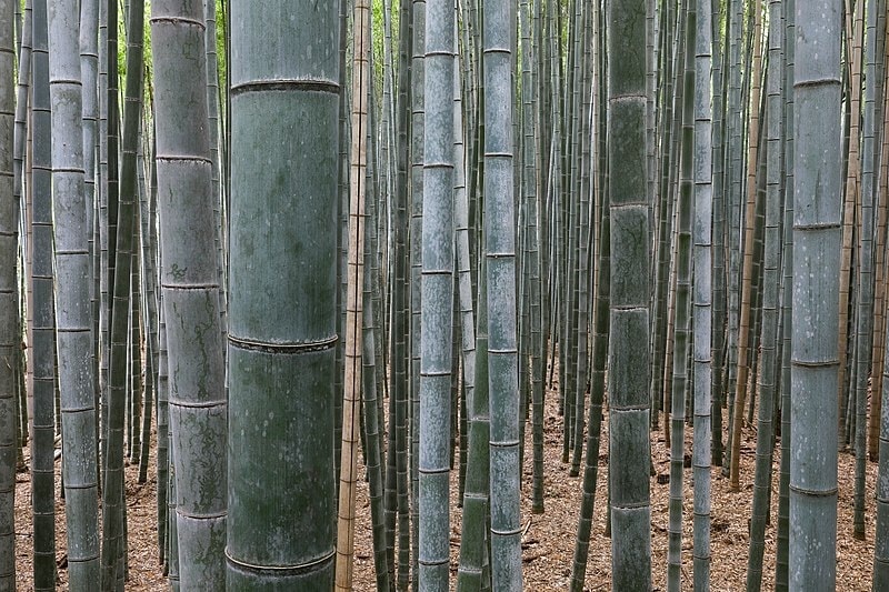 What’s the Best Way to Cut Bamboo? Which Tool to Use?