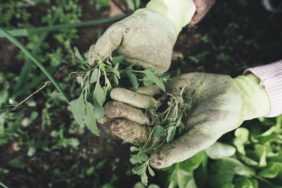 How to Sharpen Hedge Trimmers (2 Foolproof Methods)