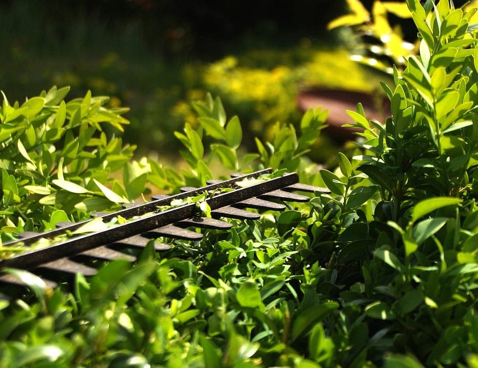 How to Sharpen Hedge Trimmers (2 Foolproof Methods)