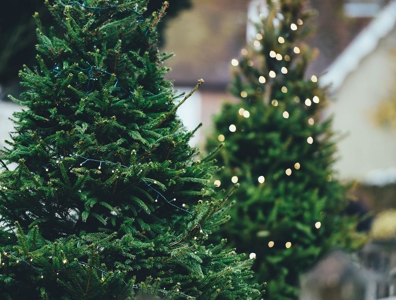 12 Most Environmentally Friendly Ways to Dispose of Your Christmas Tree