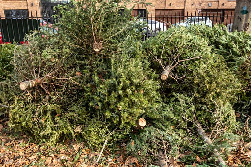 12 Most Environmentally Friendly Ways to Dispose of Your Christmas Tree