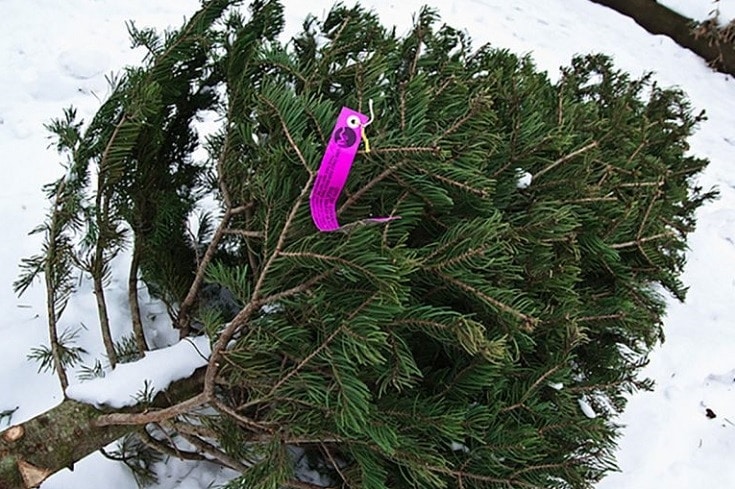 12 Most Environmentally Friendly Ways to Dispose of Your Christmas Tree