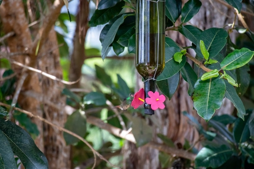 15 DIY Wine Bottle Bird Feeder Plans You Can Build Today (with Pictures)