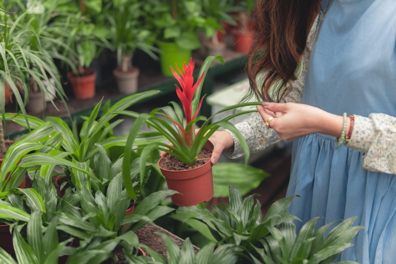 10 Gardening Facts – Trivia and Statistics on Gardening in 2022
