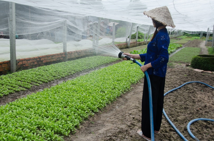10 Gardening Facts – Trivia and Statistics on Gardening in 2022