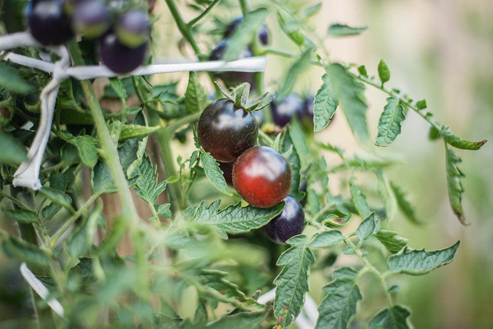 13 Best Tomato Plants to Grow in Your Garden