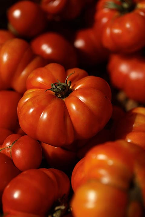 13 Best Tomato Plants to Grow in Your Garden