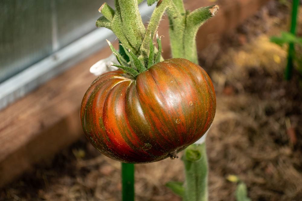 13 Best Tomato Plants to Grow in Your Garden