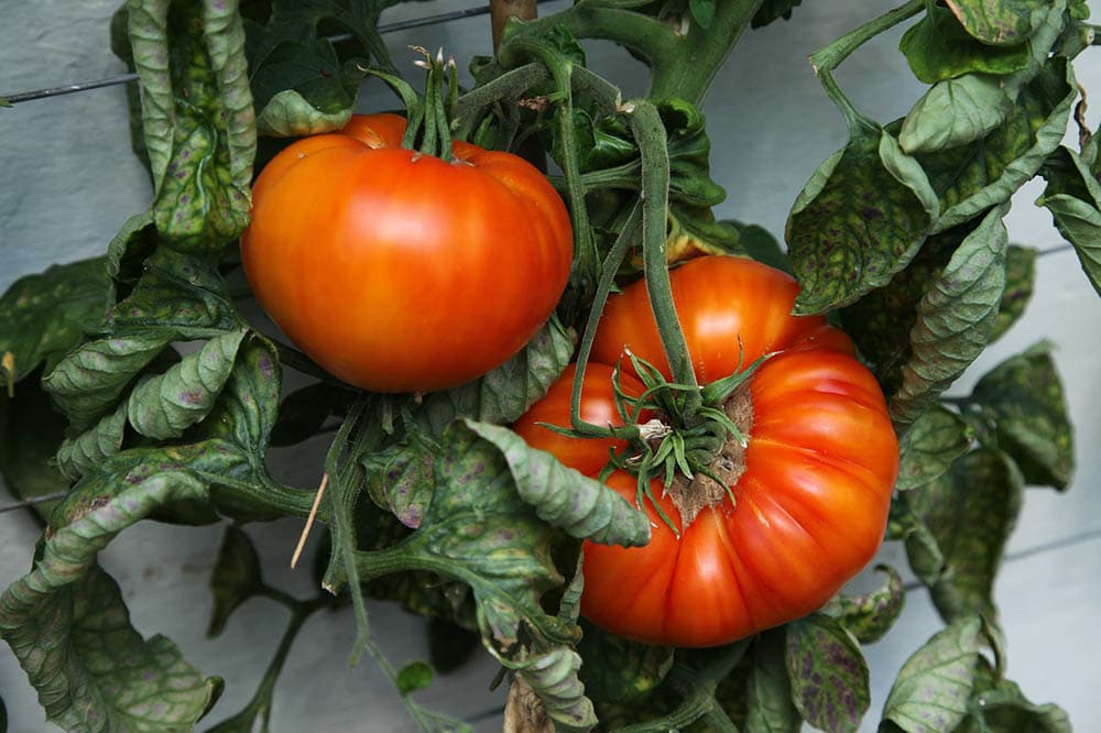 13 Best Tomato Plants to Grow in Your Garden