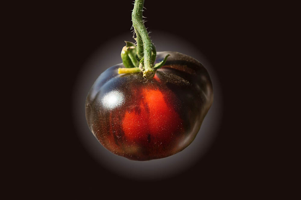 13 Best Tomato Plants to Grow in Your Garden